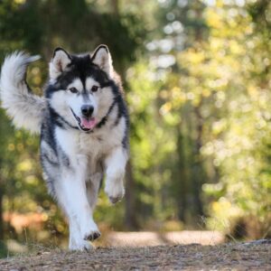 Canine arthritis