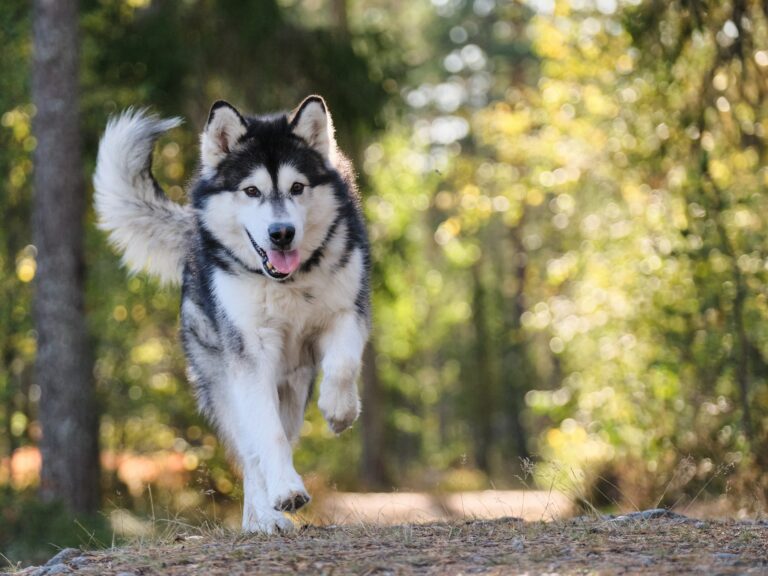 Canine arthritis