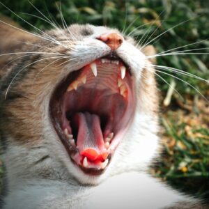 Dental Care for Dogs and Cats