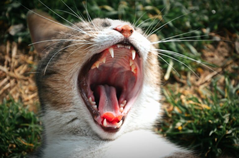 Dental Care for Dogs and Cats